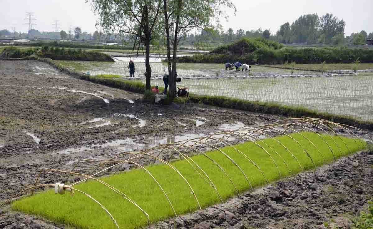 روند توزیع کود در لنگرود؛ از حمایت کارگزاران تا دسترسی کشاورزان به نهاده‌ها