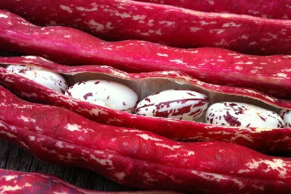 پیش بینی برداشت ۲۵۰۰ میلیاردی پاچ باقلای پاییزه در گیلان