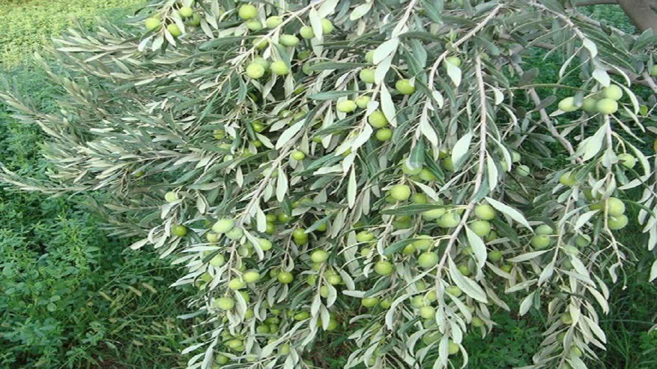 حمایت از زیتونکاران گیلان با توزیع کود یارانه ای ، وعده حمایت همه جانبه در سال زراعی جدید