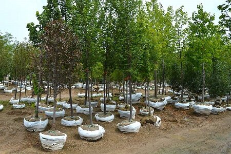 ۱۸ هزار اصله درخت بومی در رشت کاشته می شود