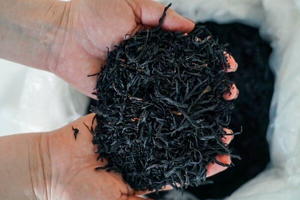 تولید بالغ بر ۱۶ هزار تن چای خشک در گیلان و مازندران