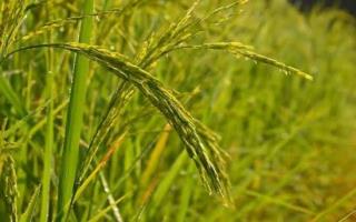 شلتوک گیلان نفس تازه می‌گیرد؛ مزارع شلتوک محلی با بیش از ۲۶ هزار تن کود غنی شدند