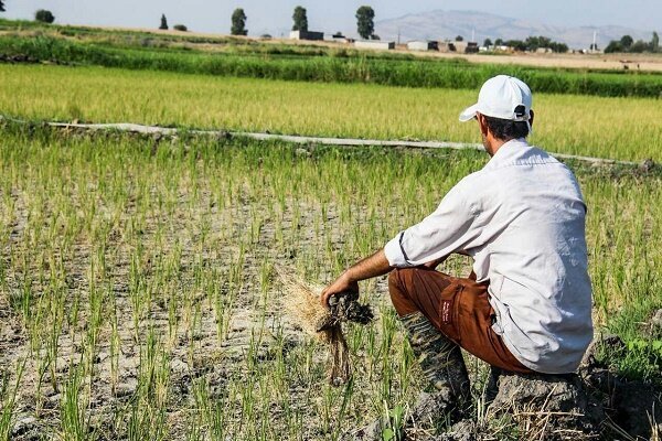 پرداخت غرامت ۷۰ میلیاردی به کشاورزان خسارت دیده گیلان