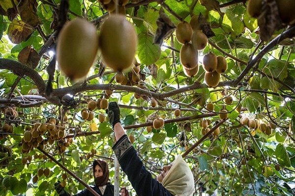 توسعه بازارهای هدف کیوی صادراتی گیلان/ صادرات ۲۰۰ هزار تنی طی سال گذشته