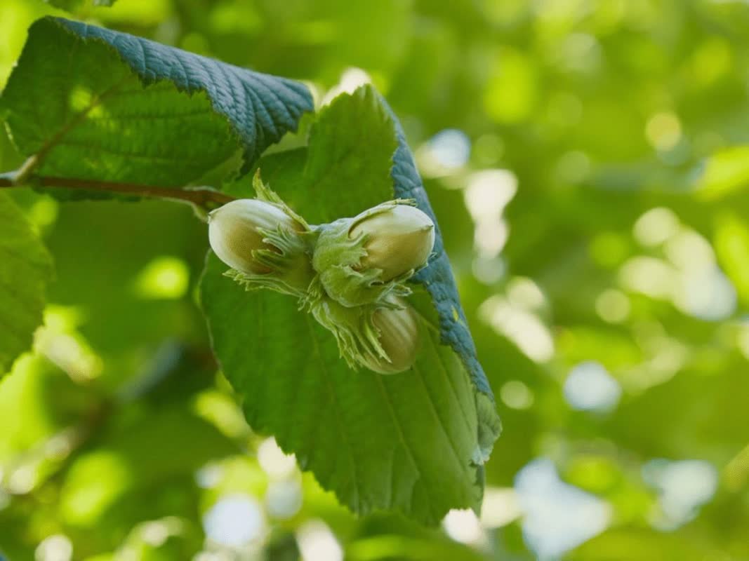 حمایت از کشاورزان فندقکار گیلان با توزیع بیش از 314 تن کود