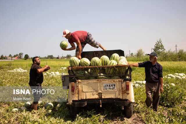 درآمد ۲۰۰ میلیارد تومانی کشاورزان لنگرودی در حوزه هندوانه کاری