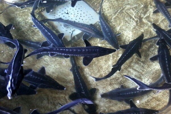 دریای خزر شناسنامه ماست/ هدفگذاری رهاسازی ۵۰۰ میلیون قطعه بچه ماهی