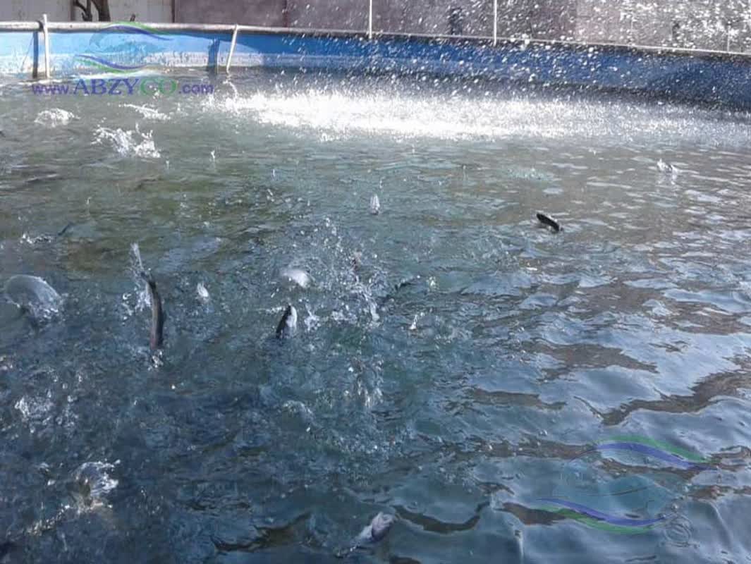 تلاش شرکت خدمات حمایتی کشاورزی گیلان برای ارتقاء تولیدات آبزیان