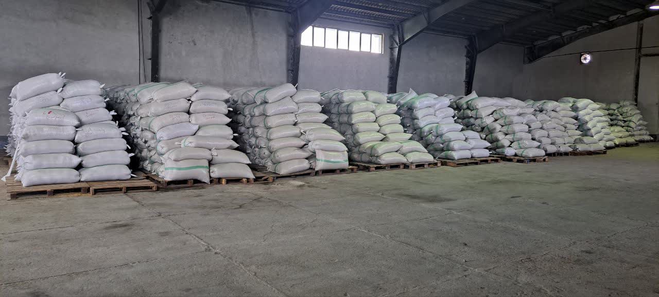 از مزرعه تا انبار؛ نظارت دقیق بر تولید و نگهداری بذر برنج در انبار بذر شرکت خدمات حمایتی کشاورزی استان گیلان