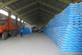 کودهای کشاورزی در رشت فرمانروایی می‌کنند؛با توزیع به موقع محصول بی‌سابقه در راه است