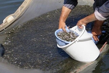 پیش بینی رهاسازی ۱۷۰ میلیون قطعه بچه ماهی استخوانی در گیلان