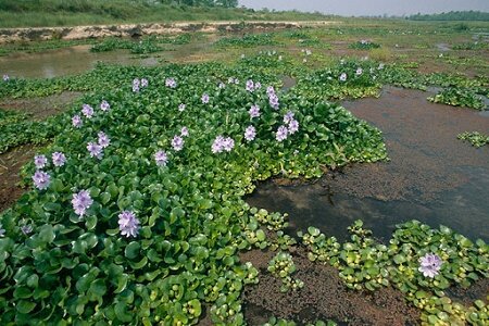 سنبل آبی خشکسالی شالیزارها را تشدید می کند