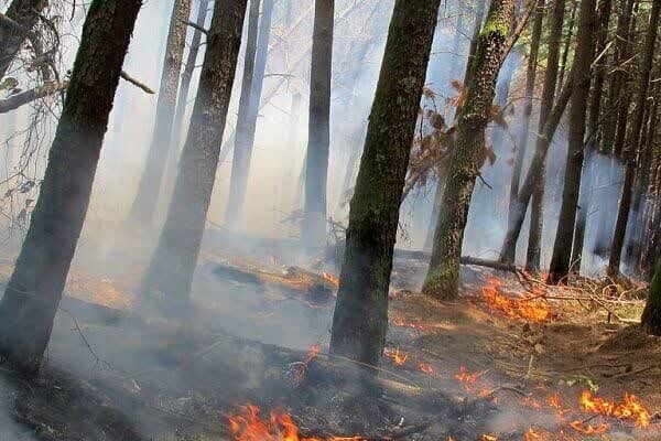 مسافران از روشن کردن آتش در جنگل ها خودداری کنند