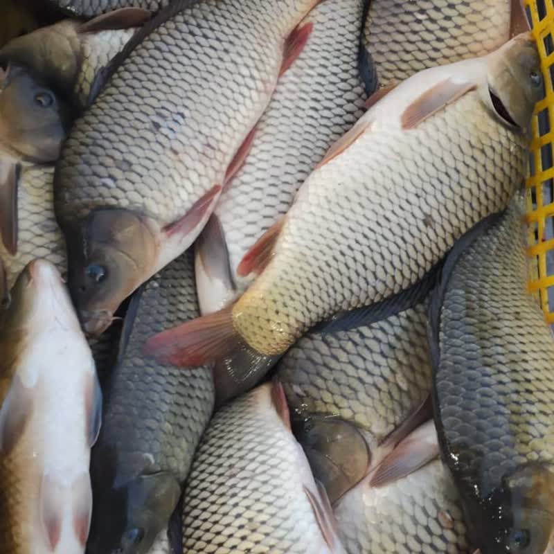 تلاش گیلان برای توسعه آبزی‌پروری؛ توزیع کود به پرورش‌دهندگان ماهی