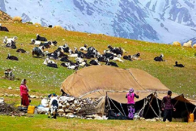 نقش مهم عشایر در امنیت غذایی و صیانت از تمامیت ارضی ایران/ سرمایه‌گذاری در دام عشایری گامی برای خودکفایی در تولید گوشت