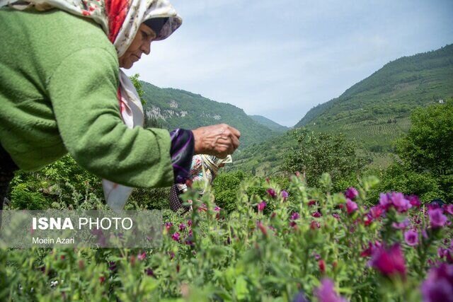 ترکیه و عراق از مشتریان مهم گیاهان دارویی گیلان