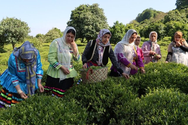 افزایش ۳۰ درصدی بهای برگ سبز چای/ آغاز رسمی برداشت از امروز