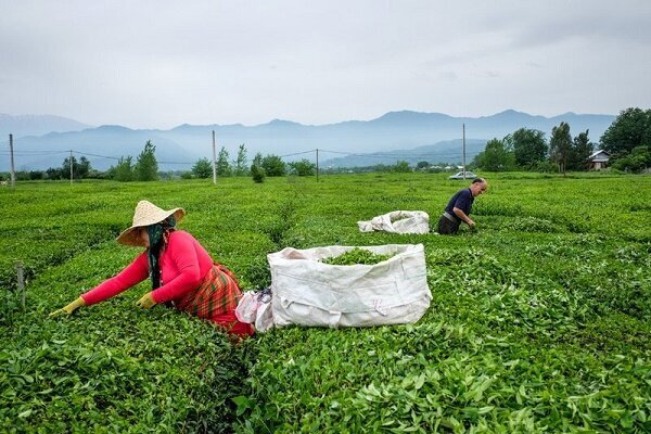 بالغ بر ۱۷۰ کارخانه چایسازی آماده خرید برگ سبز بهاره