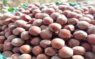 اجرای برنامه جامع کوددهی در باغات فندق گیلان با توزیع بیش ۷۵۸ تن